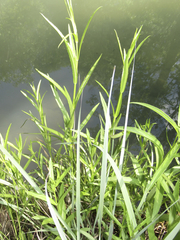 Physostegia angustifolia