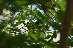 Ctenosaura macrolopha