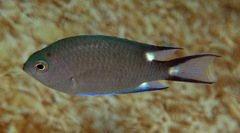 Triplespot Chromis photo 1