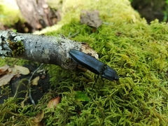 Tibionema abdominalis