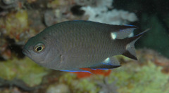 Triplespot Chromis photo 2