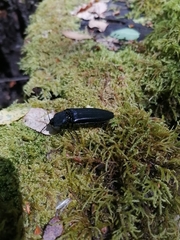 Tibionema abdominalis