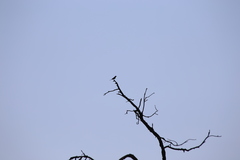 Amphispiza bilineata