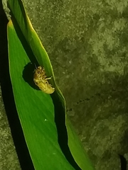 Orientopsaltria