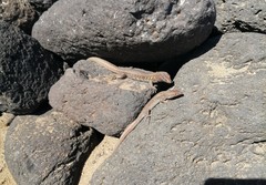 Gallotia atlantica