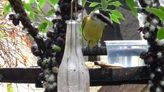 Pitangus sulphuratus