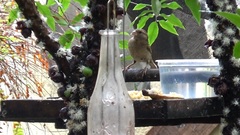 Passer domesticus