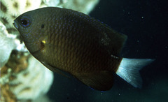 Whitetail Damselfish photo 3