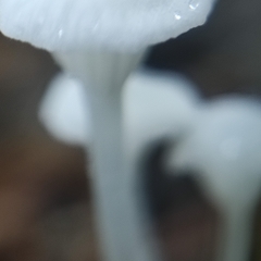 Hemimycena candida