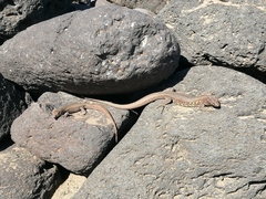 Gallotia atlantica