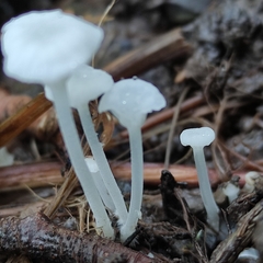 Hemimycena candida