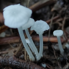 Hemimycena candida