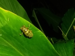 Orientopsaltria