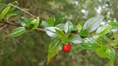 Cotoneaster simonsii