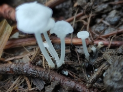 Hemimycena candida