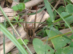 Lycosa erythrognatha