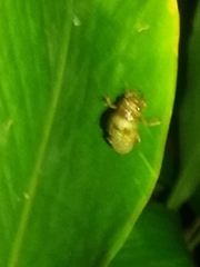 Orientopsaltria