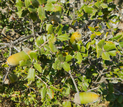 Quercus aucheri