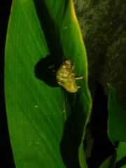 Orientopsaltria