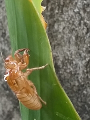 Orientopsaltria