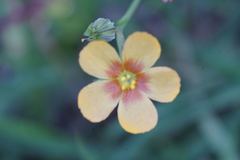 Linum rigidum