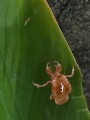 Orientopsaltria