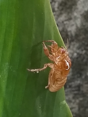 Orientopsaltria