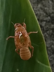 Orientopsaltria
