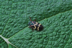 Deois flexuosa