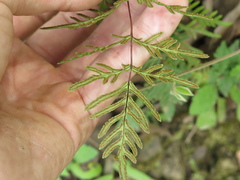 Mildella fallax