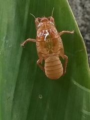 Orientopsaltria