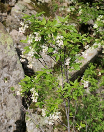 Staphylea colchica