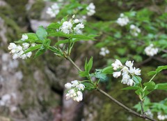 Staphylea colchica