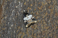 Bryolymnia bicon