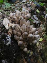 Coprinopsis acuminata