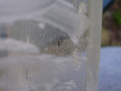 Ceratophyllus gallinae