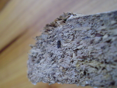 Ceratophyllus gallinae