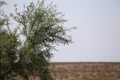 Amphispiza bilineata