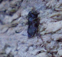 Ceratophyllus gallinae