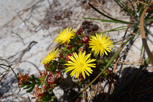 Image of Lampranthus promontorii by (c) Diana Studer, some rights reserved (CC BY)