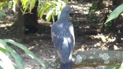 Columba livia domestica