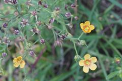 Linum rigidum