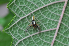 Chira spinosa