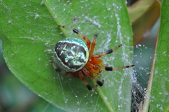 Araneus guttatus