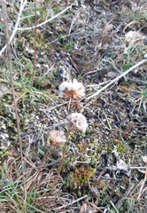 Armeria maritima elongata
