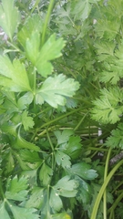 Daucus carota sativus