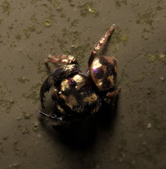 Simaethina
