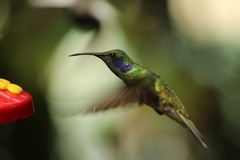 Colibri