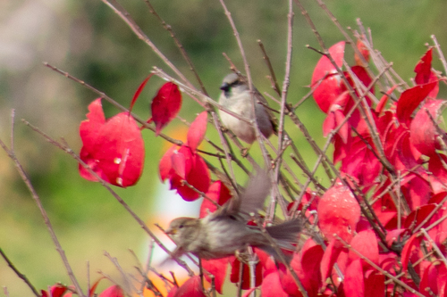 House Sparrow photographed in West Virginia