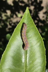 Argyrosticta decumana